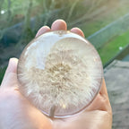 Decorative Glass Orb | Real Dandelion Encased & Crystal Effect | Approx. 7 cm