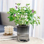 Indoor Planter | Sustainable Self-Watering & Double-Walled