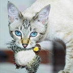 Interactive Cat Toy | Realistic Chirp & Motion | Rechargeable