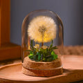 Night Lamp | Glass Dome & Preserved Dried Flowers | Warm White Light