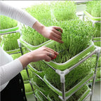 Sprouting Tray | 2-Layer Drainage & BPA-Free Plastic | 33 x 26 x 5 cm