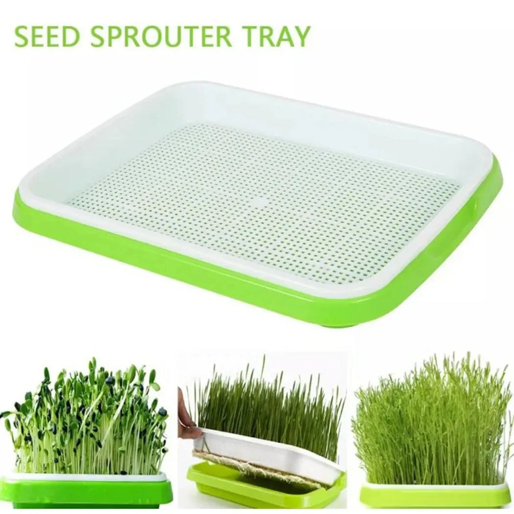Sprouting Tray | 2-Layer Drainage & BPA-Free Plastic | 33 x 26 x 5 cm