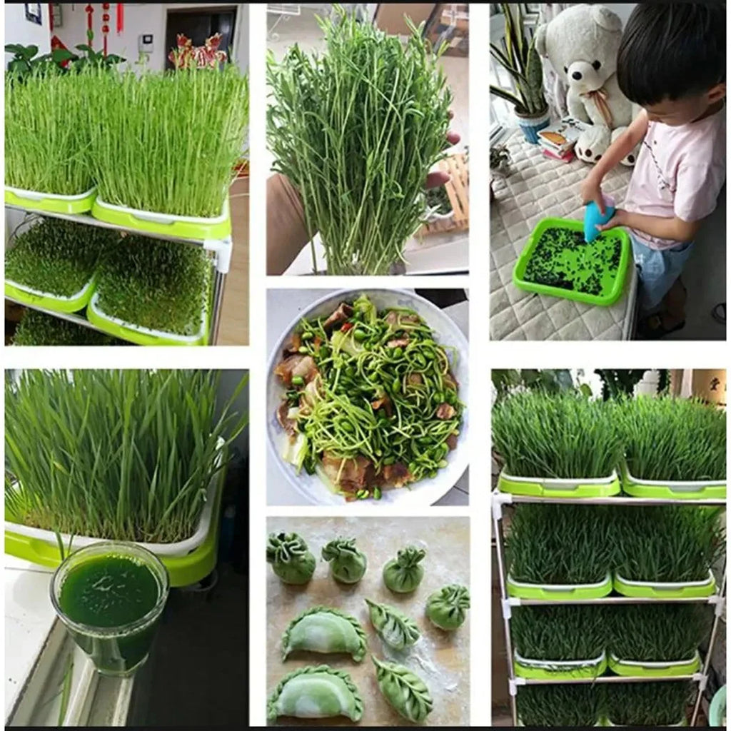Sprouting Tray | 2-Layer Drainage & BPA-Free Plastic | 33 x 26 x 5 cm